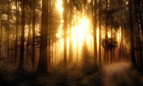 Forests Trees Rays Of Light Misty Forest Wallpapers Hd Desktop