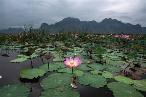 Thaïlande Après 10 Ans Dabsence Les Fleurs De Lotus Poussent à