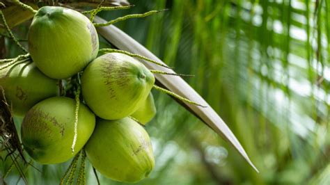 Different Uses For A Coconut Trees Leaves Husks And More Owlcation