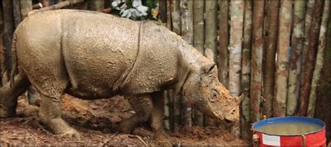 Birth Of Rare Sumatran Rhino Hailed As Major Boost Ary News