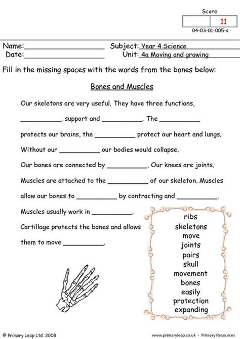 A human skeleton with the names of the bones labelled. Science: Bones and muscles | Worksheet | PrimaryLeap.co.uk