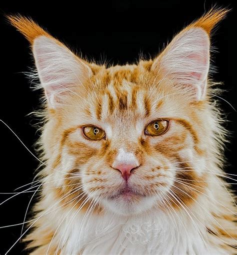 Maine Coons Popular Cat Breed With Striking Physical Appearance Catsinfo
