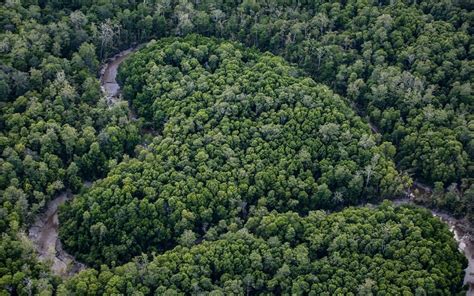 7 Daerah Penghasil Hutan Terbesar Di Indonesia Papua Paling Kaya