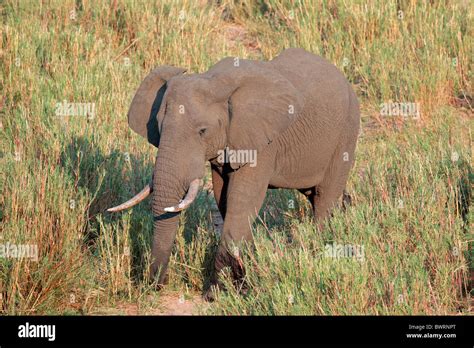 Large African Bull Elephant Loxodonta Africana Kruger National Park