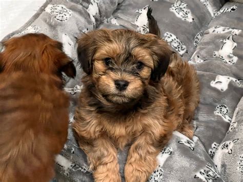 Available Puppies Delightful Havanese