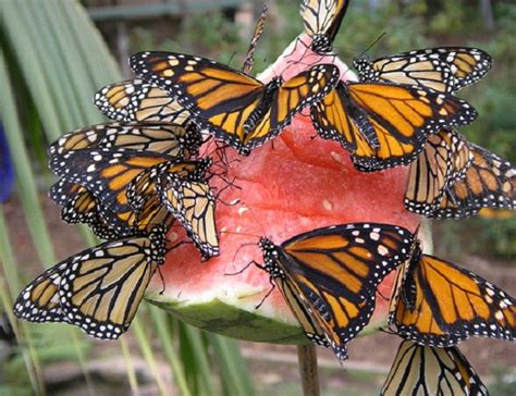 Fruit For The Butterflies Butterfly Garden Design Butterfly Feeder