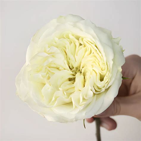Buy Wholesale Creamy Ivory Peony Rose In Bulk Fiftyflowers
