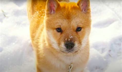 Hokkaido Dog Breed Information And Characteristics