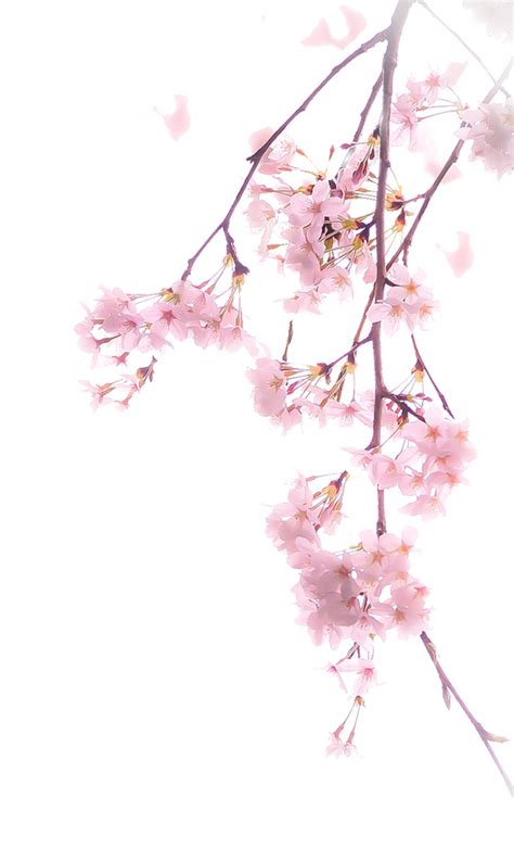 Cherry Blossom Flower Png Png Mart