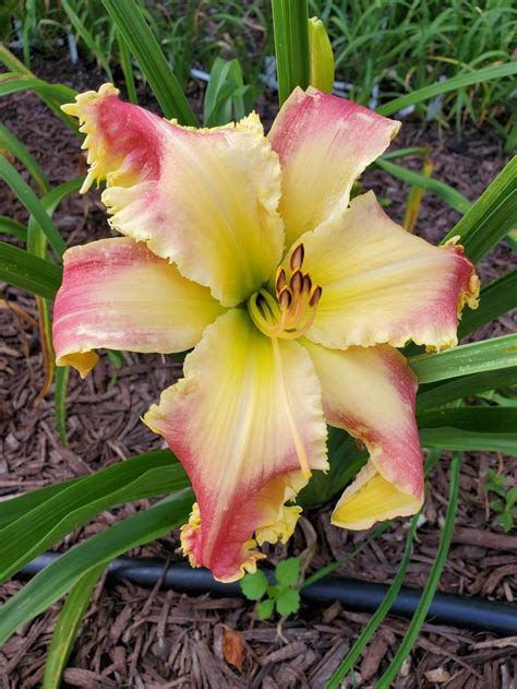Daylily Hemerocallis Heavenly New Frontiers In The Daylilies