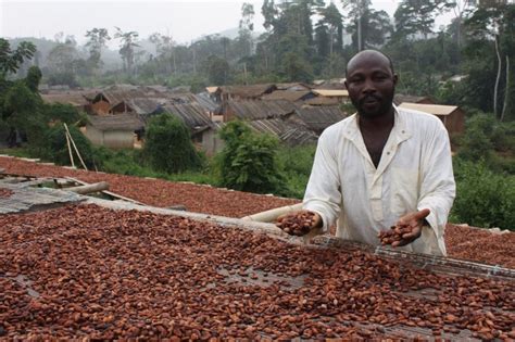 Cocoa Reforms Drogbas Country