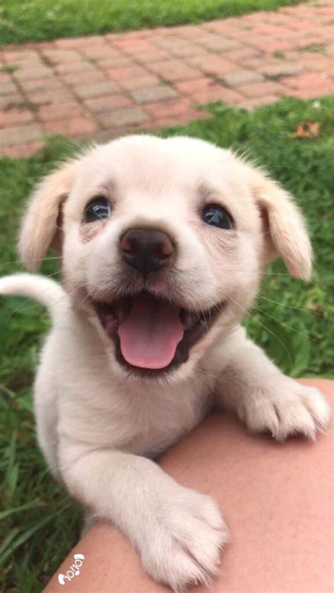 Heres A Picture Of A Cute Puppy To Brighten Up Your Day ️ X Post From
