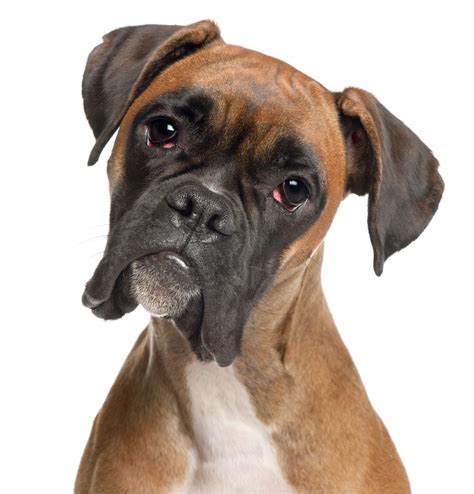 No 8 Boxer 2014s Most Popular Dog Breeds In The Us Pictures