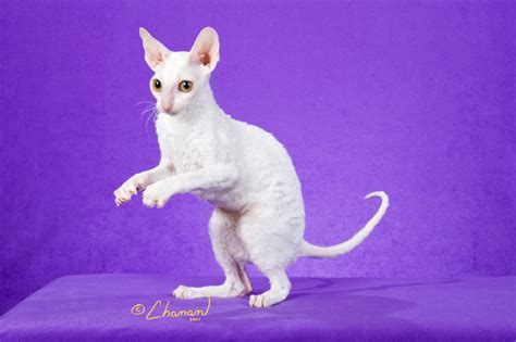 That's the overall look of a cornish rex, a rangy feline with curly fur that originally hails from cornwall in southwest england. Available Cornish Rex Kittens - Rexkwizit