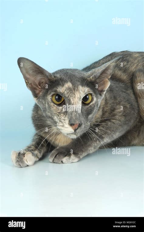Oriental Tortie Cat Hi Res Stock Photography And Images Alamy