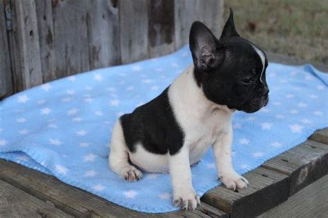 Akc Blue Carrier French Bulldog Male For Sale In Durant Oklahoma