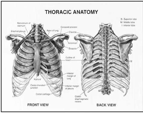 Anatomy rib cage print flower french art illustration | etsy. Anterior and posterior view of thoracic anatomy. MVI ...