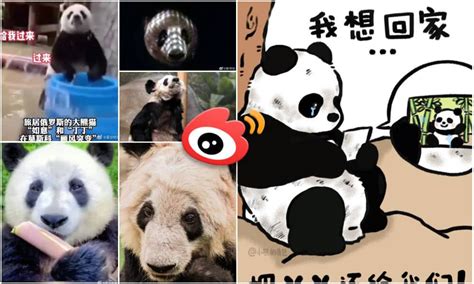 Meanwhile In Panda News Concerns Over Chinas Giant Panda Yaya In