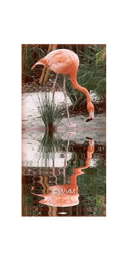 Flamingo Natuur Schoonheid