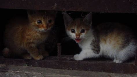 Kittens With Mother Cat Hide In The Basement And Hisses