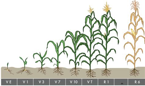 Determining Corn Growth Stages