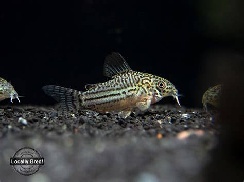 Threestripe Cory Corydoras Trilineatus Locally Bred Aquatic Arts