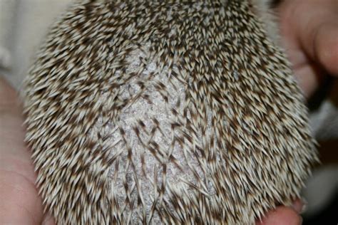 Are Hedgehog Spikes A Danger To Humans 2024