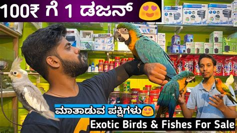 Exotic Birds For Sale😍talking Parrot Exotic Pets At Cheap Price In
