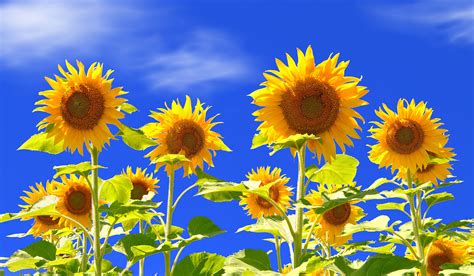 Sunflower Field Wallpaper 23689 Baltana