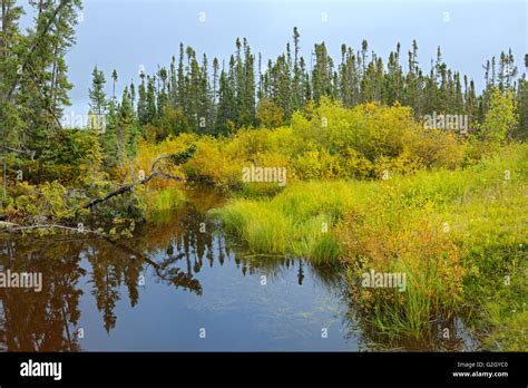 Wetland In Boreal Forest Gillam Road Manitoba Canada Stock Photo Alamy