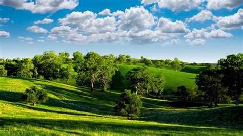 Spring Landscape Green Wheat Field Trees Blue Sky With