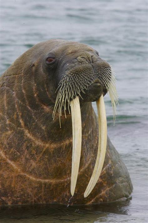 Walrus Strong And Dangerous