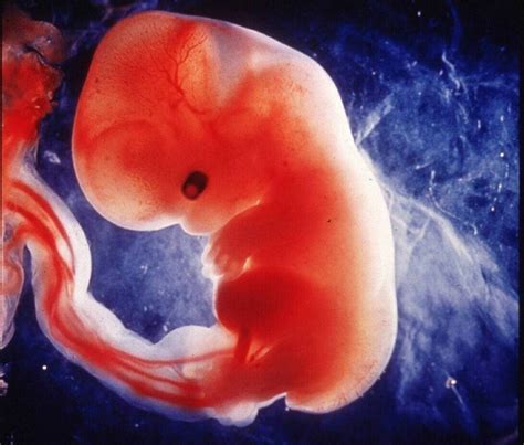 Científicos Piden Investigar Con Embriones Humanos De Más De 14 Días