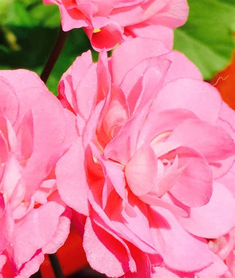 Australian Pink Rambler Geraniums Flowers Rose