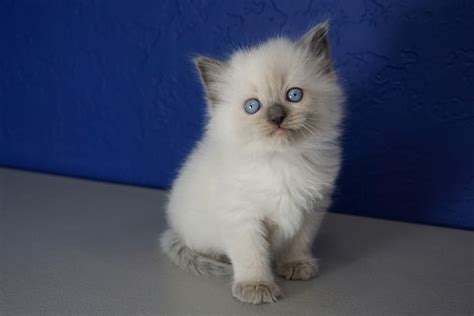Click to meet 18 delightful kittens, with their big paws and fluffy coats, you'll find them irresistible! Ragdoll Kittens for Sale Near Me | Buy Ragdoll Kitten ...