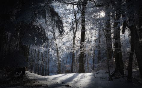 Winter Night Forest Wallpapers Top Free Winter Night Forest