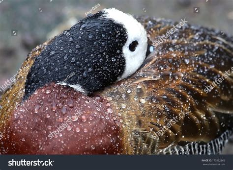 15 Water Off A Duck S Back Images Stock Photos Vectors Shutterstock
