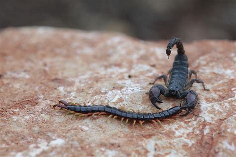 Israeli Black Scorpion Photograph By Photostock Israelscience Photo
