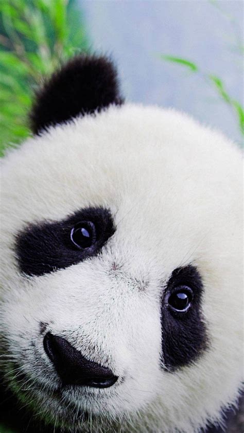 Cute Baby Panda Bears Wallpaper