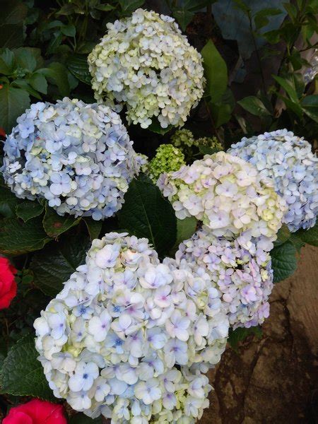 Jual Bibit Tanaman Hydrangea Biru Pancawarna Di Lapak Putra Florist