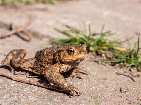 7 Ways To Keep Toads And Frogs Out Of Your Potted Plants - Pest Pointers