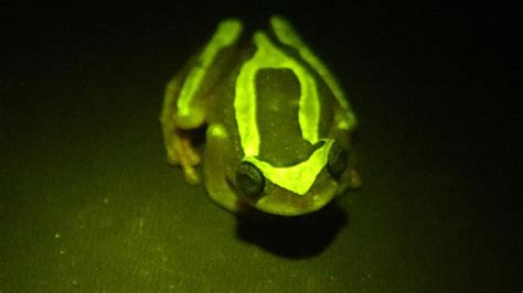 The Secret Language Of Fluorescent Frogs Exploring The Bright And
