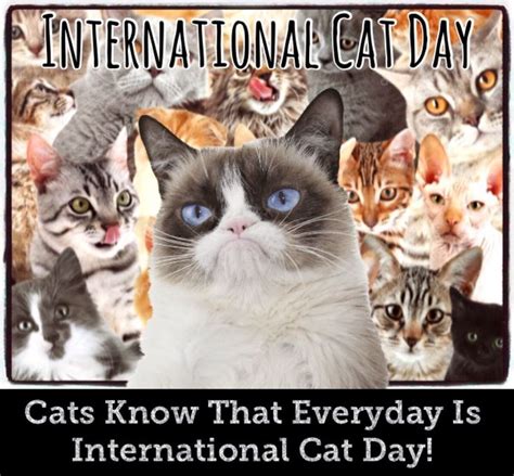 Grumpy Cat Celebrates International Cat Day Every Day
