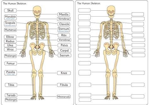 Major bones and muscles in the human body. Human Skeleton Diagram Labelling Sheets | Human skeleton, Human body unit, Fun science
