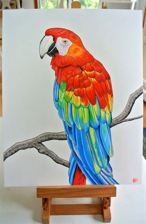 How To Draw A Macaw Parrot At How To Draw