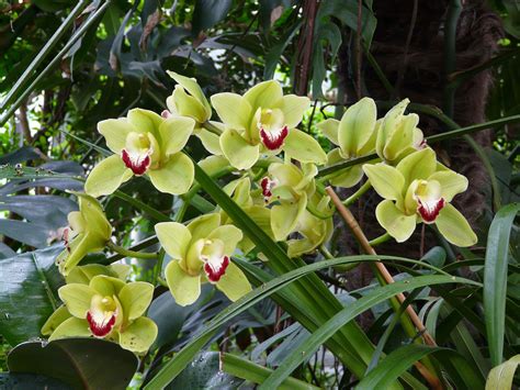 Giallo, arancio, blu, viola imballaggio: Come prendersi cura delle orchidee - Green Mag