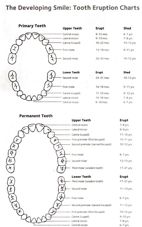 Primary And Permanent Tooth Eruption Charts Dentistry Dental Hygiene