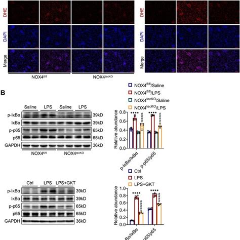 Genetic Or Pharmacological Inhibition Of Nox Attenuated Ros Production