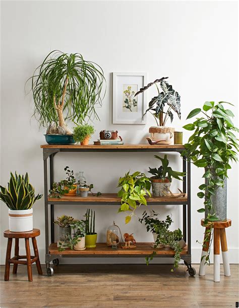 Jardinage d'intérieur est plus populaire que jamais à ...