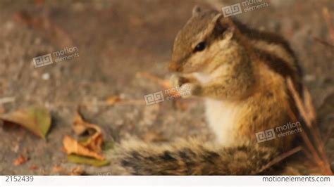 Group Of Feeding Chipmunks In India Stock Video Footage 2152439
